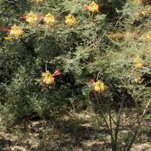 Caesalpinia gillesii
