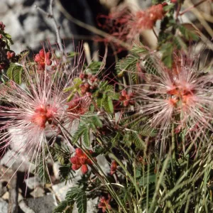 Calliandra