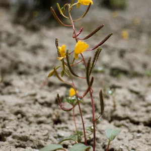 Camissonea eastwoodiae