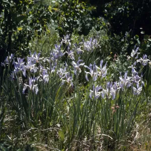 Iris missouriensis