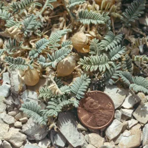 Astragalus lutosus, with a penny for scale