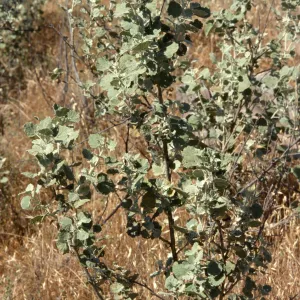 Malacothamnus abbottii