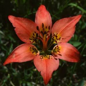 Lilium philadelphium