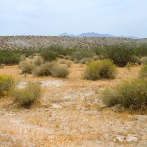 Cassia armata