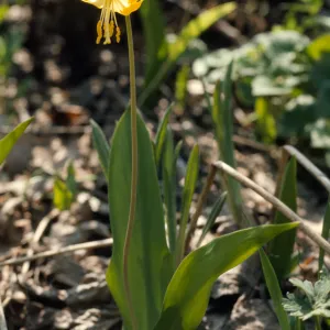 Erythronium grandiflorum
