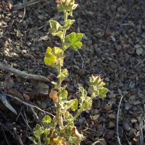 Malacothamnus palmeri var. lucianus MNT: Hanging Valley