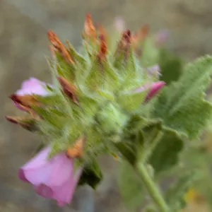 Malacothamnus palmeri var. lucianus