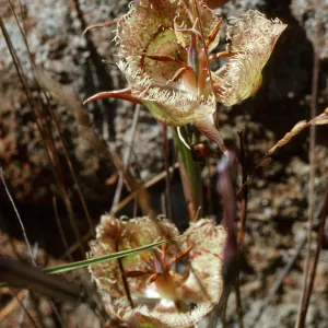 Calochortus tiburonensis