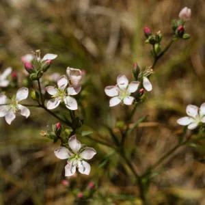 Hesperolinon congestum