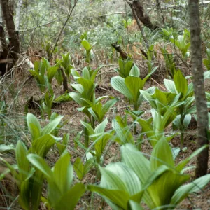 Veratrum