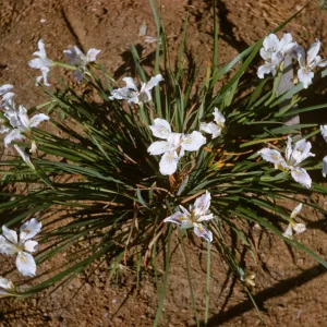 Iris innominata hyb spring '60