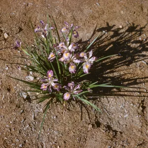 Iris innominata hyb spring '60