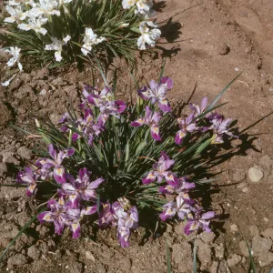 Iris innominata x