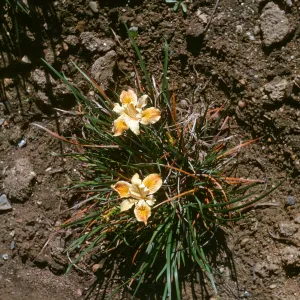 Iris innominata x good flower form