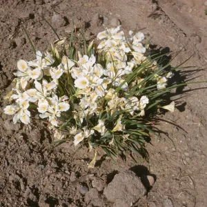 Iris innominata selection