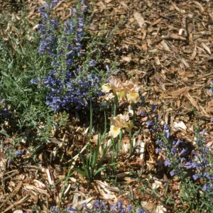 Iris 'Canyon Snow' x 'Canoyn Gold'