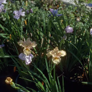 Iris 'Canyon Snow' x 'Canyon Gold'