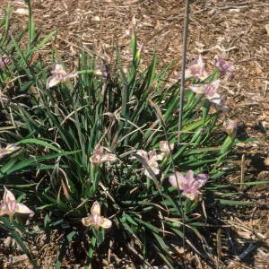 Iris 'Canyon Snow' x 'Claremont Blue Bird' F1