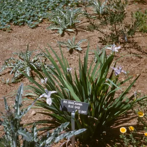 Iris douglasiana 'Blue Sage' RSABotGar 