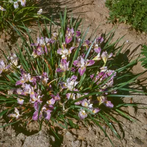 Iris innominata x dup