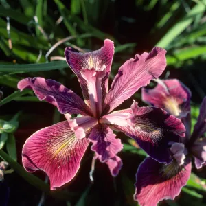 Iris 63.72A Red SBBG test plot