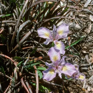 plant image - Iris