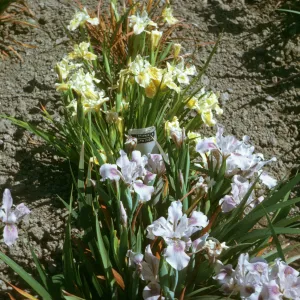 plant image - Iris