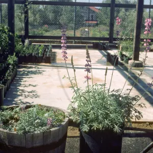 Lupinus excubitus ssp. hallii