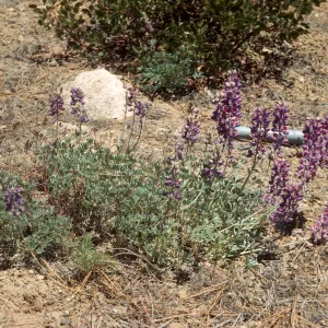Lupinus excubitus var. Ventura Co Thorn Meadow area
