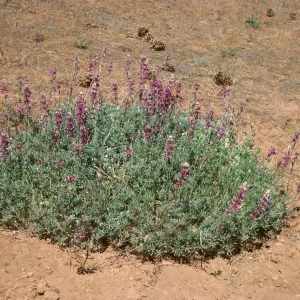 Lupinus excubitus var. johnstonii Reys gr at Ozena Rd Ventura Co 6/6/85