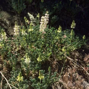 lupinus luteolus (annual) Rd to Horn Meadow Ventura Co 6/6/85