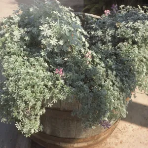 Lupinus excubitus var. johnstonii center Lupinus albifrons var. collinus on perimeter interb Ca IS Mo's