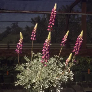 Lupinus excubitus var. johnstonii Exj 100-3