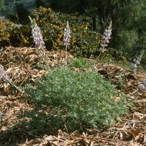 Lupinus excubitus var. johnstonii young plant