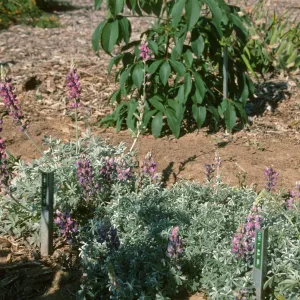 Lupinus excubitus var. johnstonii Lupinus albifrons var. collinus