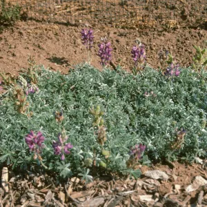 Lupinus albifrons var. collinus acc stake incorrect