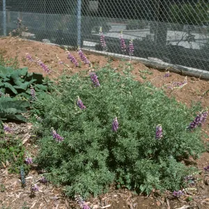 Lupinus albifrons
