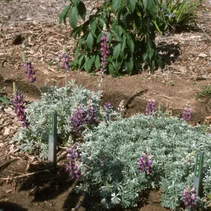 Lupinus excubitus var. johnstonii Lupinus albifrons var. collinus