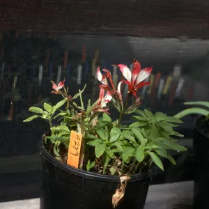 Alstroemeria casigophylla