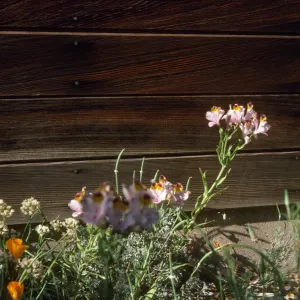 Alstroemeria hookasi casâ€˜tol