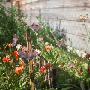 Alstroemeria hookasi