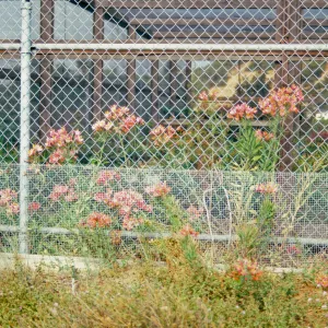 Alstroemeria ligter hyb