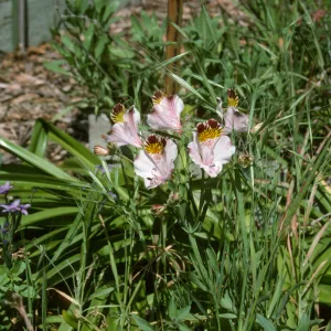 Alstroemeria hookasi