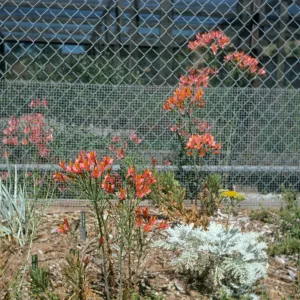 Alstroemeria ligter hyb or Atraemaritokae sdlr