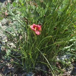 Romulea subulosa Charles Herdmam