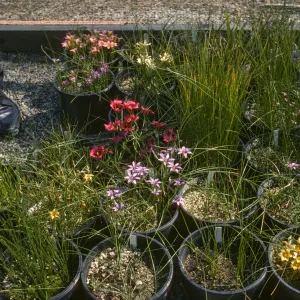 Romulea species UCIBG