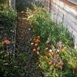 Tritonia & Alstroemeria hyalina nuscahookeri