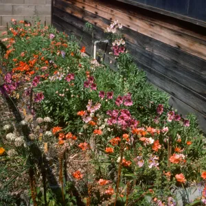 Tritonia & Alstroemeria sierrii + a.palesiale