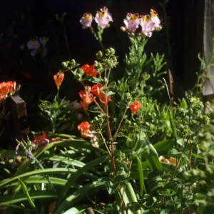 Tritonia & Alstroemeria hookeri