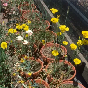 Calochortus luteus C amabilis, venxatus
